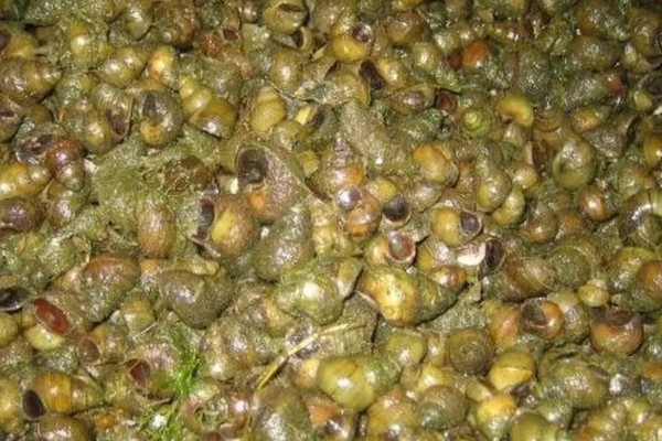 田螺的养殖方法，每隔10-15天撒一次生石灰