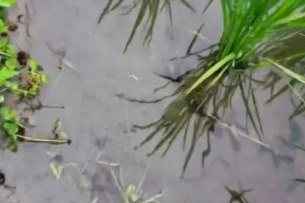 田螺的养殖方法，每隔10-15天撒一次生石灰