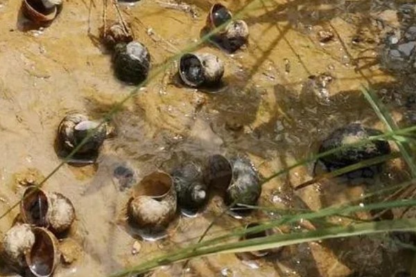 田螺的养殖方法，每隔10-15天撒一次生石灰