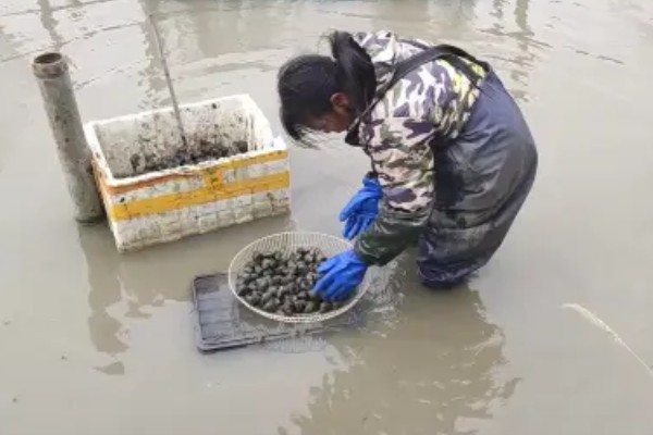 田螺的养殖方法，每隔10-15天撒一次生石灰