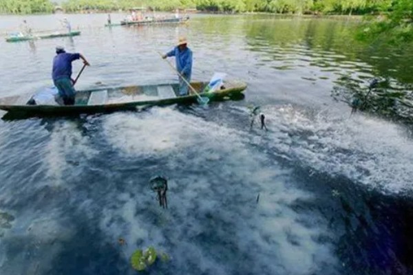 田螺的养殖方法，每隔10-15天撒一次生石灰