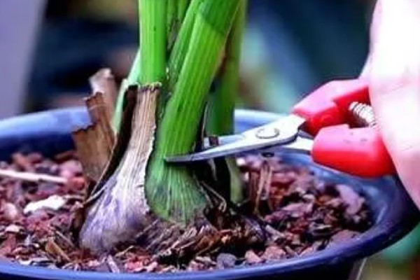 如何修剪大花蕙兰的老叶，谢花后连带着残花一起剪除