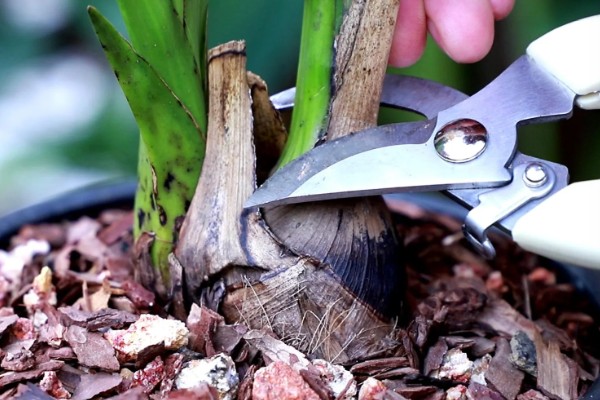 如何修剪大花蕙兰的老叶，谢花后连带着残花一起剪除