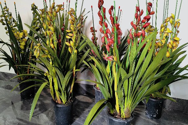 如何修剪大花蕙兰的老叶，谢花后连带着残花一起剪除