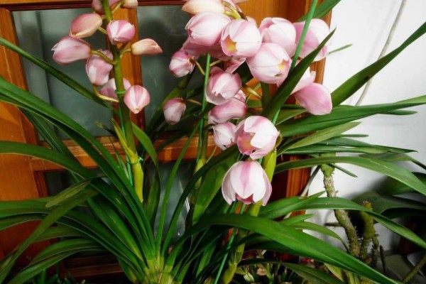 如何修剪大花蕙兰的老叶，谢花后连带着残花一起剪除