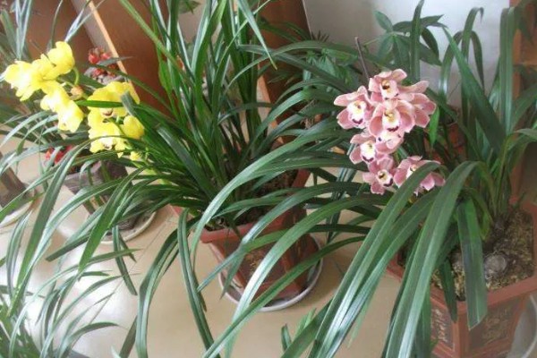 如何修剪大花蕙兰的老叶，谢花后连带着残花一起剪除