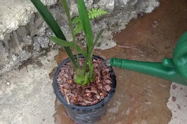 如何修剪大花蕙兰的老叶，谢花后连带着残花一起剪除