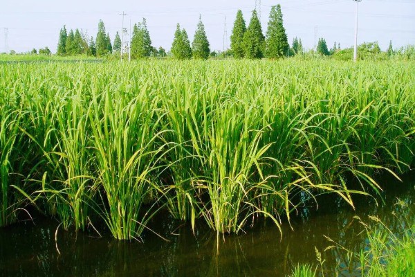 田螺的养殖方法，每隔10-15天撒一次生石灰