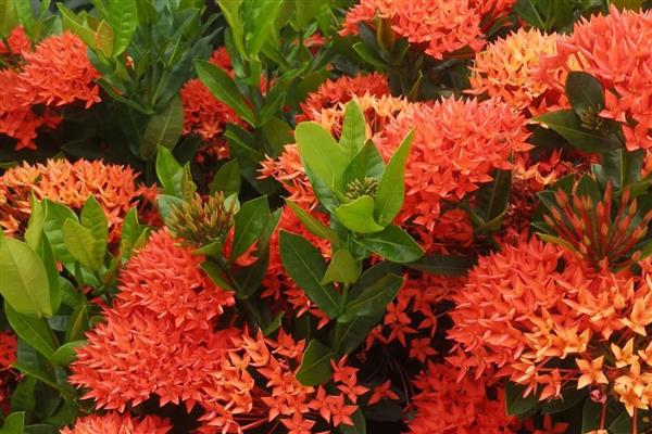 龙船花是草本植物还是木本植物,是本木植物