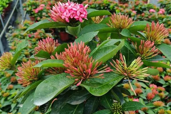 龙船花是草本植物还是木本植物,是本木植物