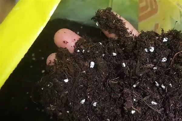 龙船花是草本植物还是木本植物,是本木植物