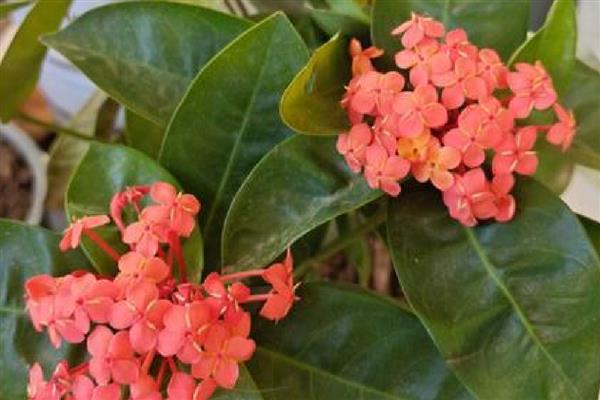 龙船花是草本植物还是木本植物,是本木植物