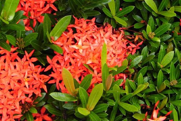 龙船花是草本植物还是木本植物,是本木植物