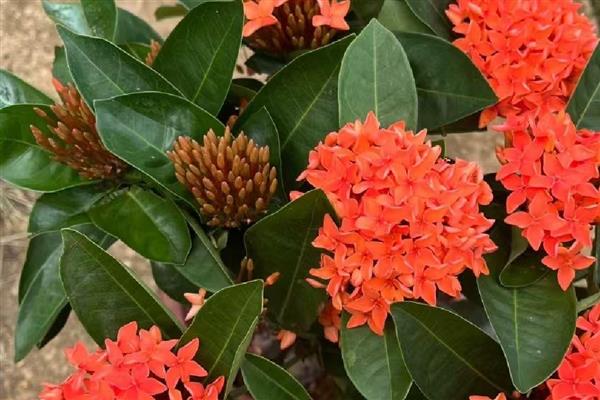 龙船花是草本植物还是木本植物,是本木植物