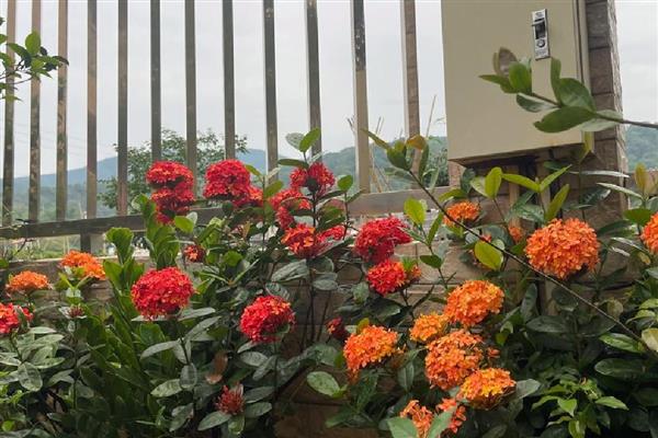 龙船花是草本植物还是木本植物,是本木植物