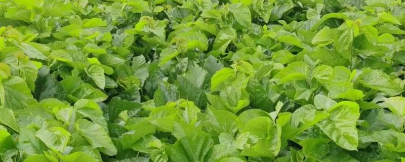 种植什么桑树苗有前景，推荐四季长果桑、龙桑等