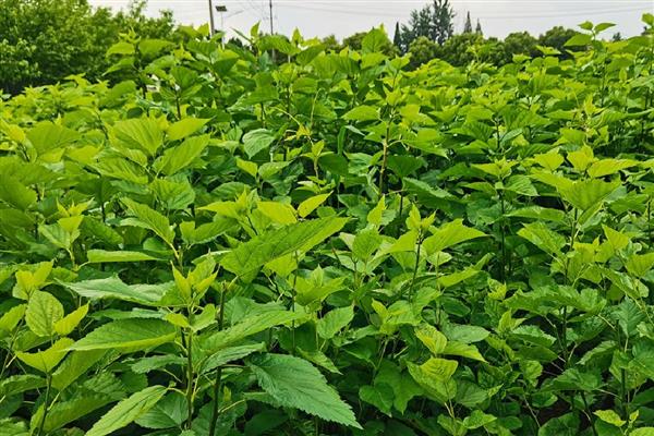 种植什么桑树苗有前景，推荐四季长果桑、龙桑等