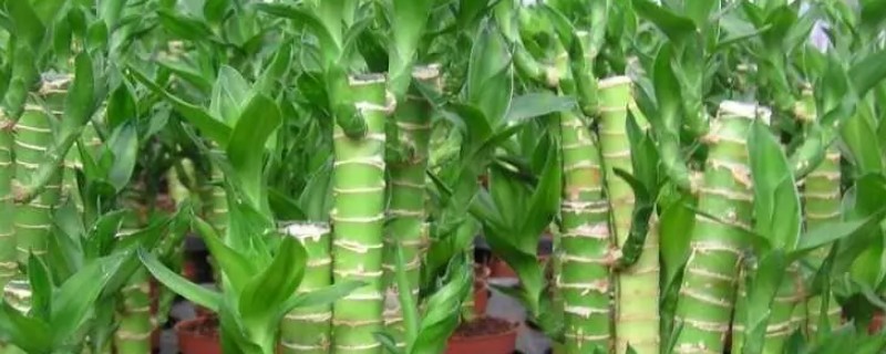 荷花竹能不能水培，水培比土培更简单