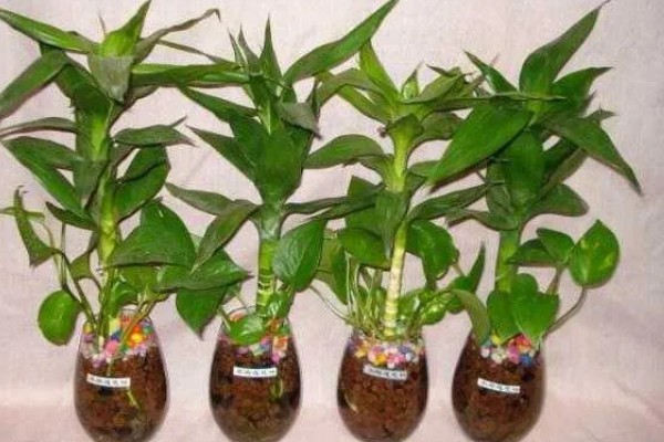 荷花竹能不能水培，水培比土培更简单