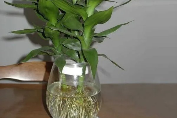 荷花竹能不能水培，水培比土培更简单