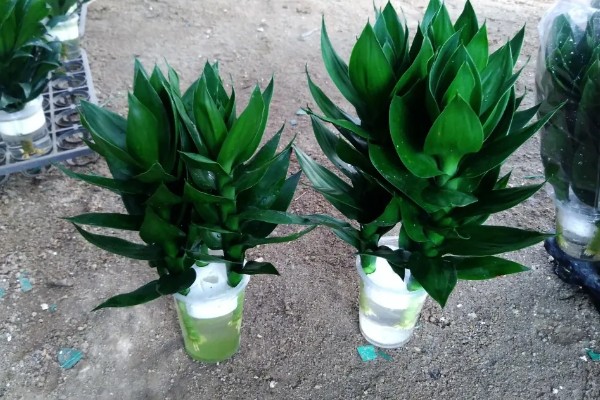 荷花竹能不能水培，水培比土培更简单