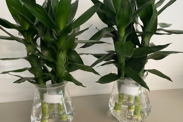 荷花竹能不能水培，水培比土培更简单