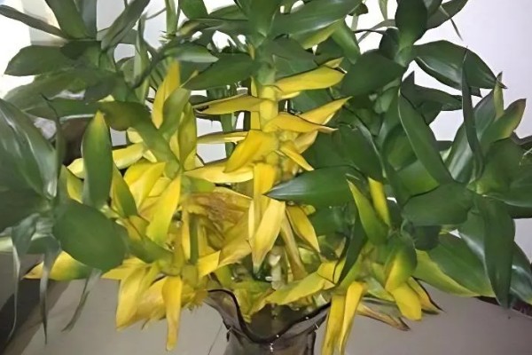 荷花竹能不能水培，水培比土培更简单