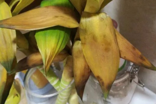 荷花竹能不能水培，水培比土培更简单