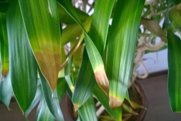 荷花竹能不能水培，水培比土培更简单