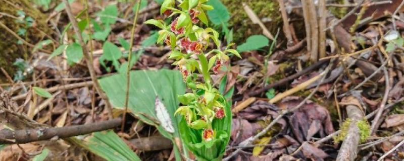 怎么种虾脊兰，每次浇水要浇透