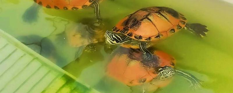 火焰龟冬天怎么养，入冬季前给它投喂大量的食物