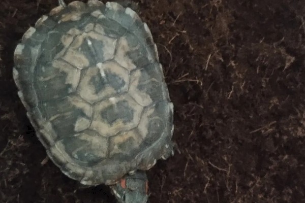 火焰龟冬天怎么养，入冬季前给它投喂大量的食物