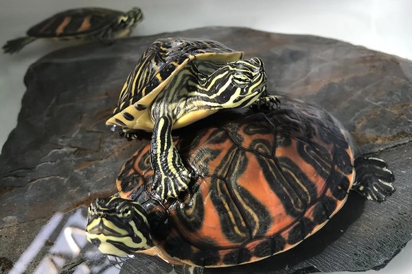 火焰龟冬天怎么养，入冬季前给它投喂大量的食物