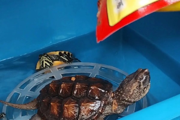 火焰龟冬天怎么养，入冬季前给它投喂大量的食物