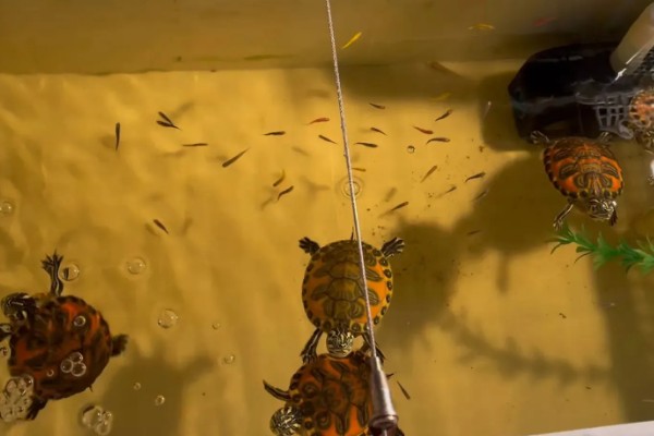 火焰龟冬天怎么养，入冬季前给它投喂大量的食物