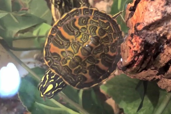 火焰龟冬天怎么养，入冬季前给它投喂大量的食物