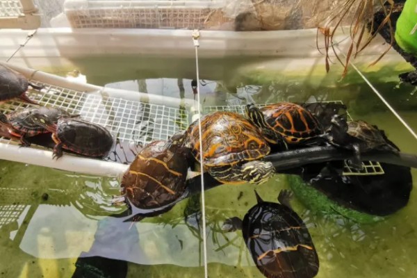 火焰龟冬天怎么养，入冬季前给它投喂大量的食物