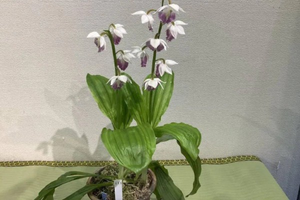 怎么种虾脊兰，每次浇水要浇透