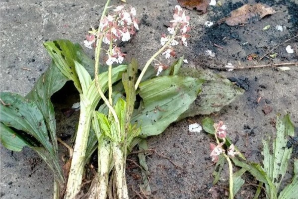 怎么种虾脊兰，每次浇水要浇透