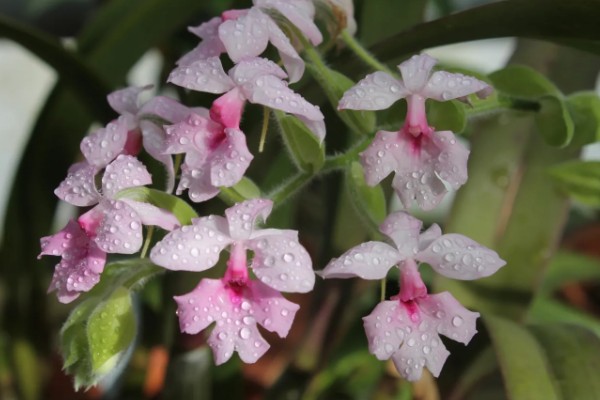 怎么种虾脊兰，每次浇水要浇透