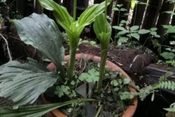 怎么种虾脊兰，每次浇水要浇透