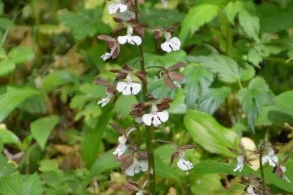 怎么种虾脊兰，每次浇水要浇透