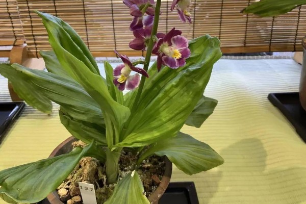 怎么种虾脊兰，每次浇水要浇透