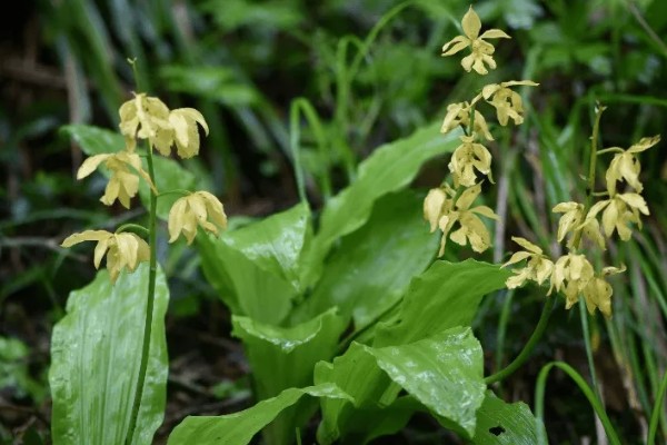 怎么种虾脊兰，每次浇水要浇透