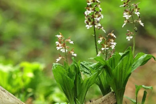 怎么种虾脊兰，每次浇水要浇透