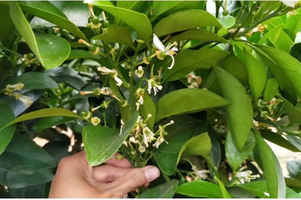 沙糖桔环割促花的时间，适合在11-12月份进行