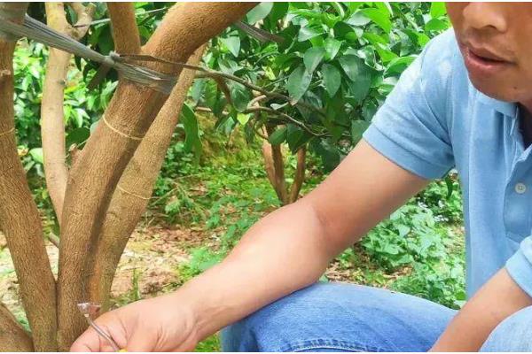 沙糖桔环割促花的时间，适合在11-12月份进行