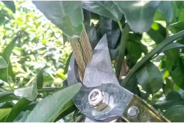 沙糖桔环割促花的时间，适合在11-12月份进行