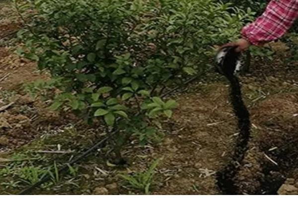 沙糖桔环割促花的时间，适合在11-12月份进行