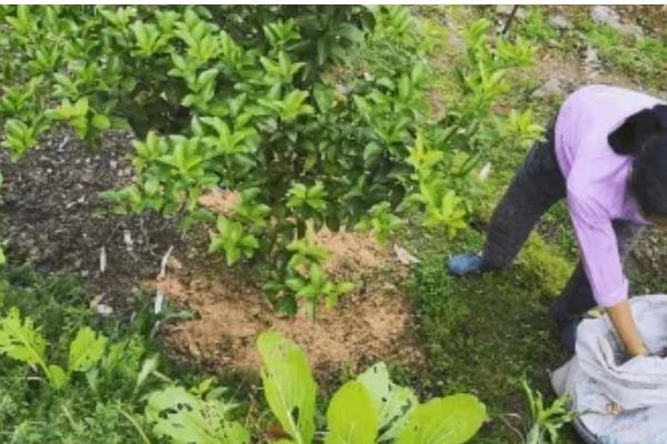 沙糖桔环割促花的时间，适合在11-12月份进行